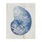 Stupell Industries Blue Nautilus Shell Canvas Design by Susan Arnot